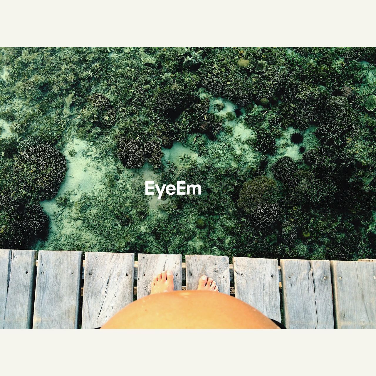 Low section of pregnant woman standing on pier over plants