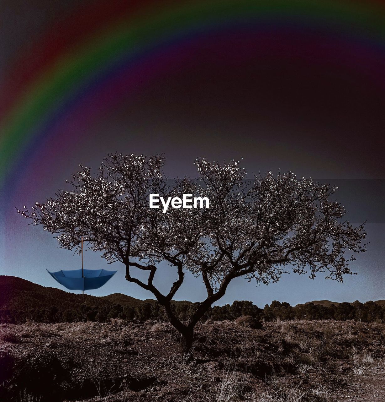 VIEW OF PLANT ON FIELD AGAINST SKY