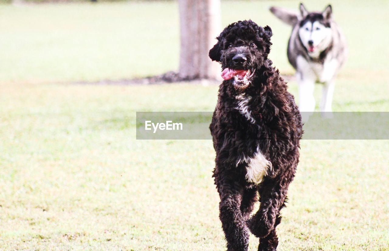 Portrait of dog on field