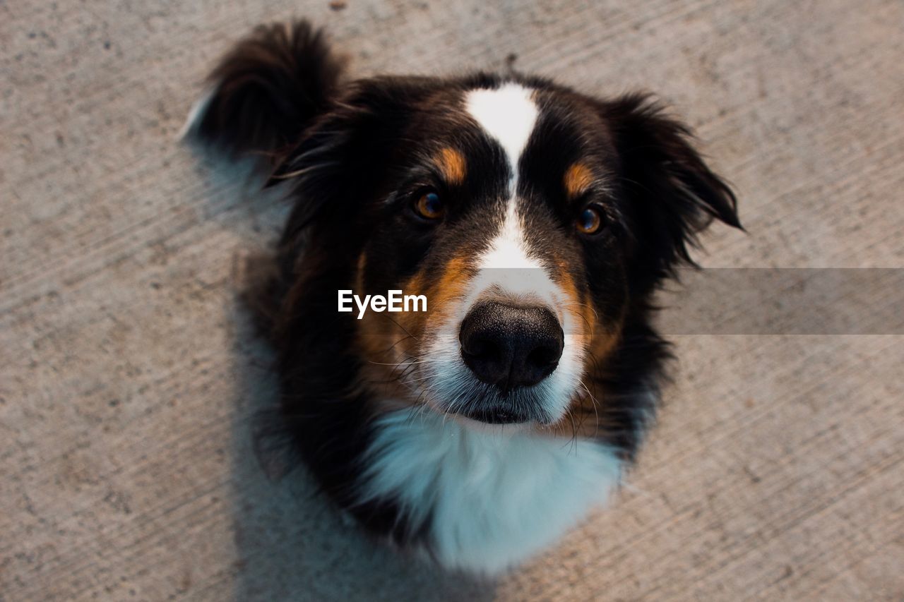 HIGH ANGLE PORTRAIT OF DOG AT HOME