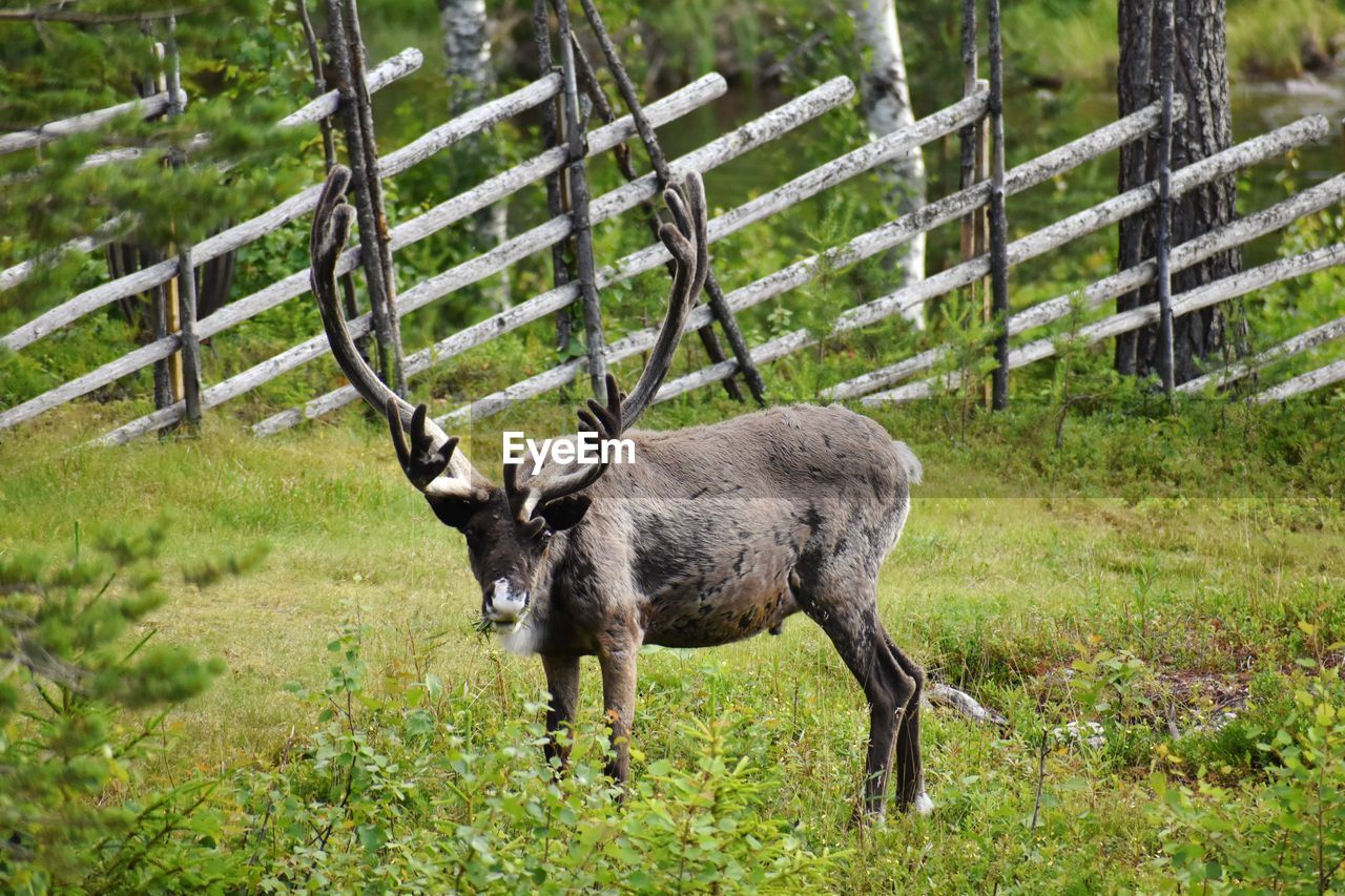 DEER STANDING ON FIELD