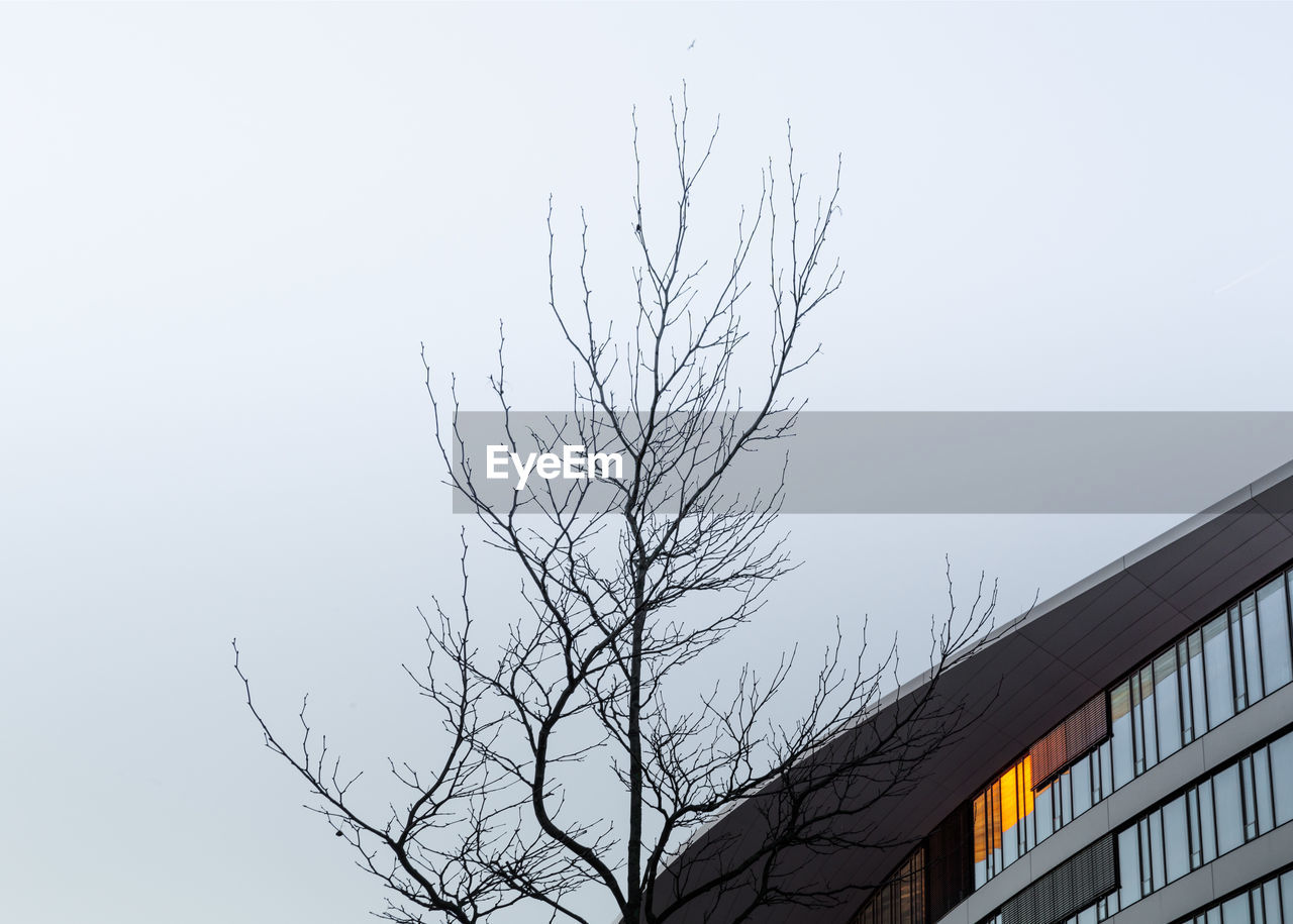 LOW ANGLE VIEW OF TREE AGAINST CLEAR SKY