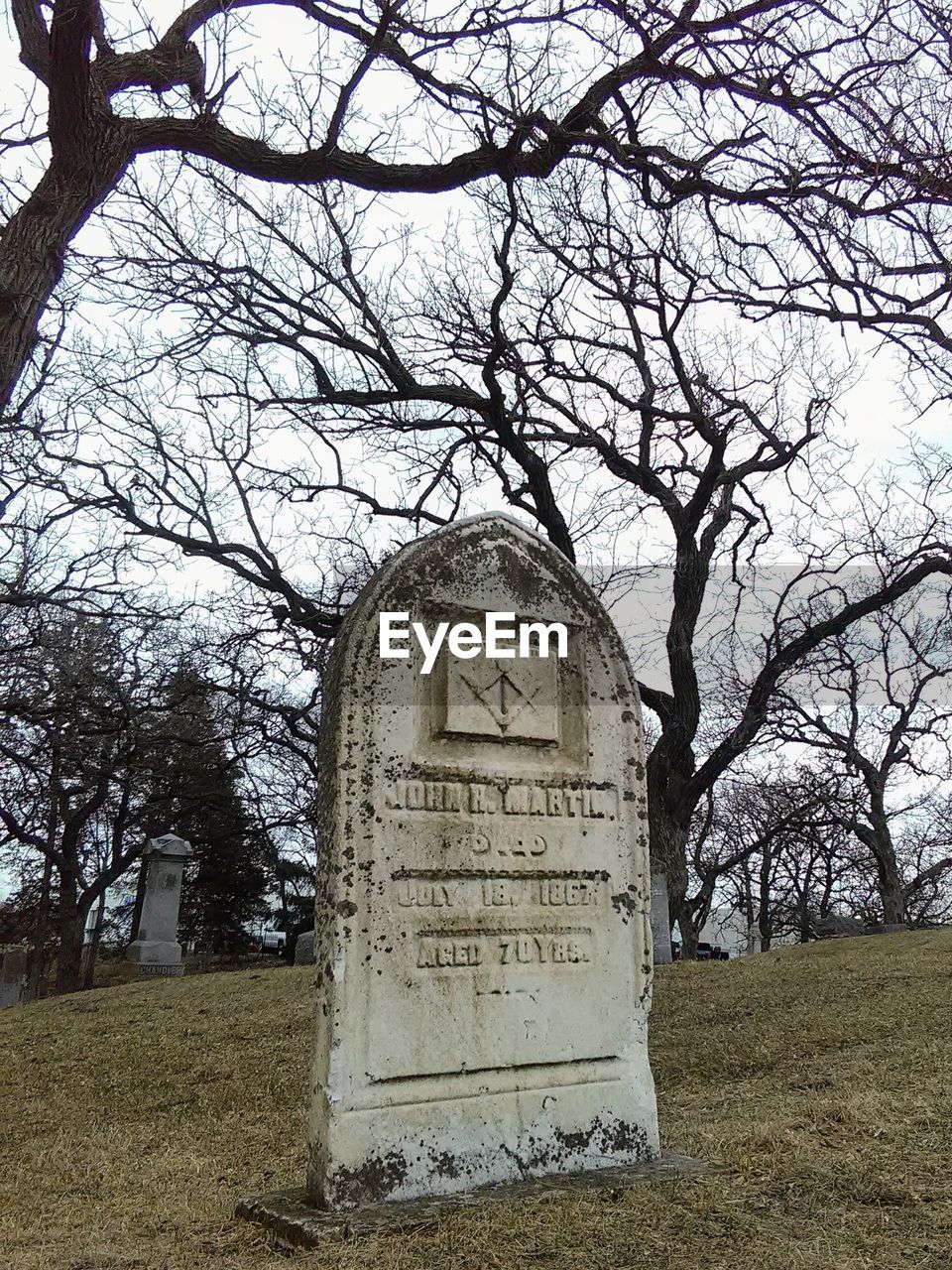 LOW ANGLE VIEW OF A STATUE OF A TREE