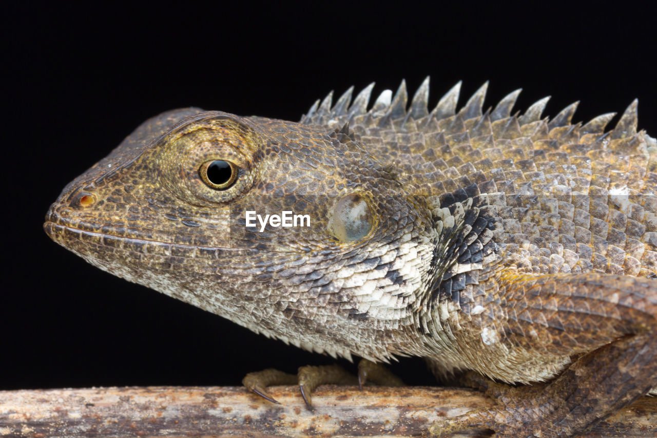 CLOSE-UP OF LIZARD IN BLACK BACKGROUND