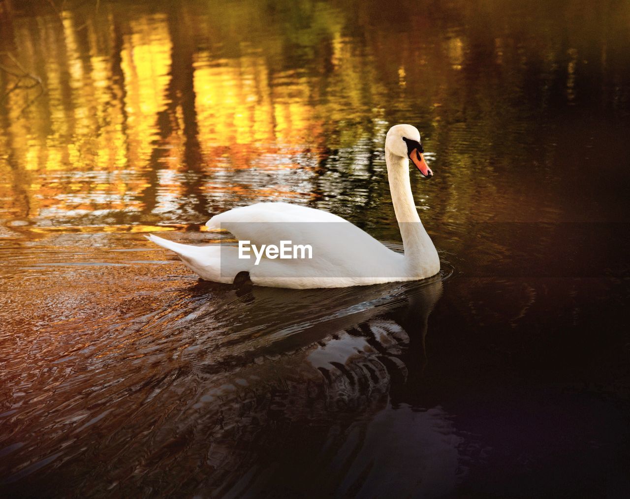 SWAN FLOATING IN LAKE