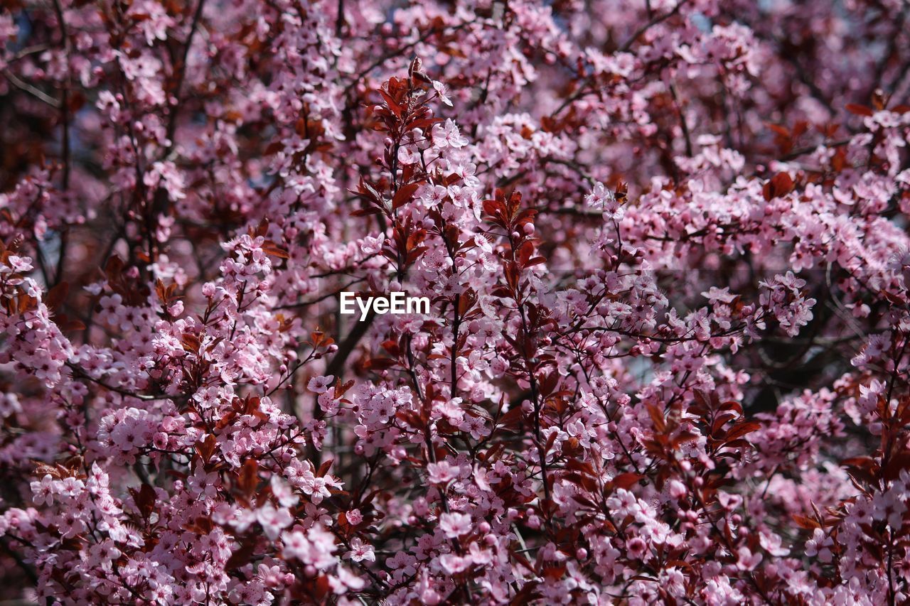 Close-up of cherry blossom