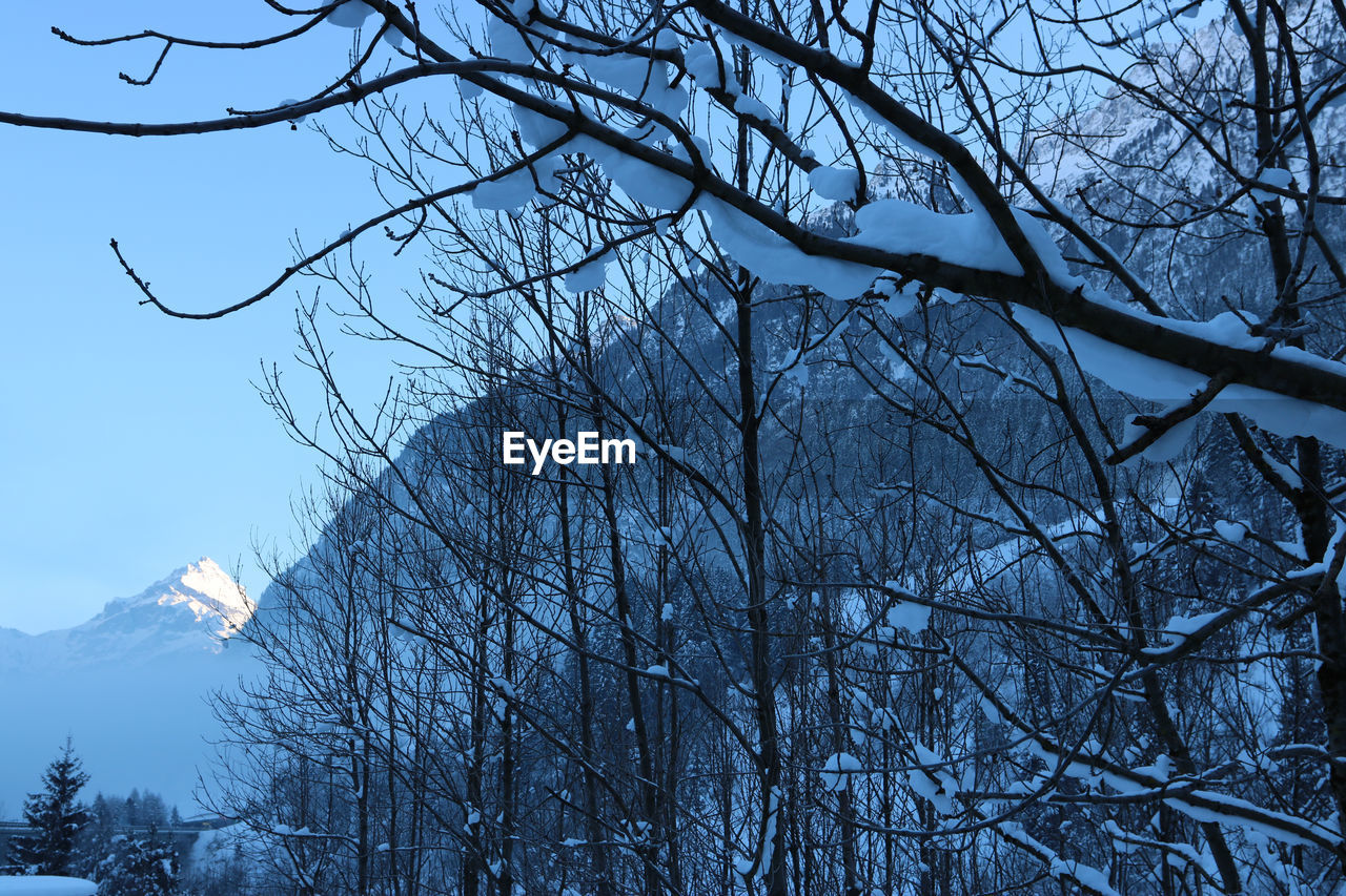 LOW ANGLE VIEW OF TREE AGAINST SKY