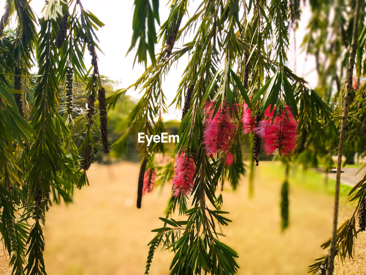 Close-up of red leaves on tree