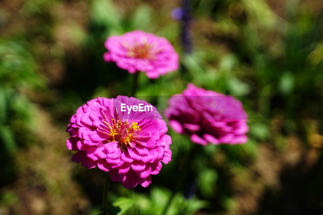 CLOSE-UP OF PINK FLOWERING PLANTS OUTDOORS