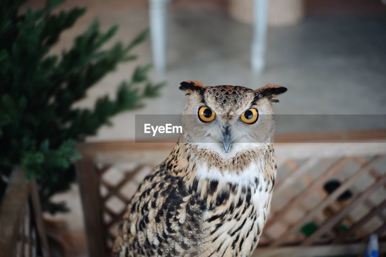 Close-up portrait of owl