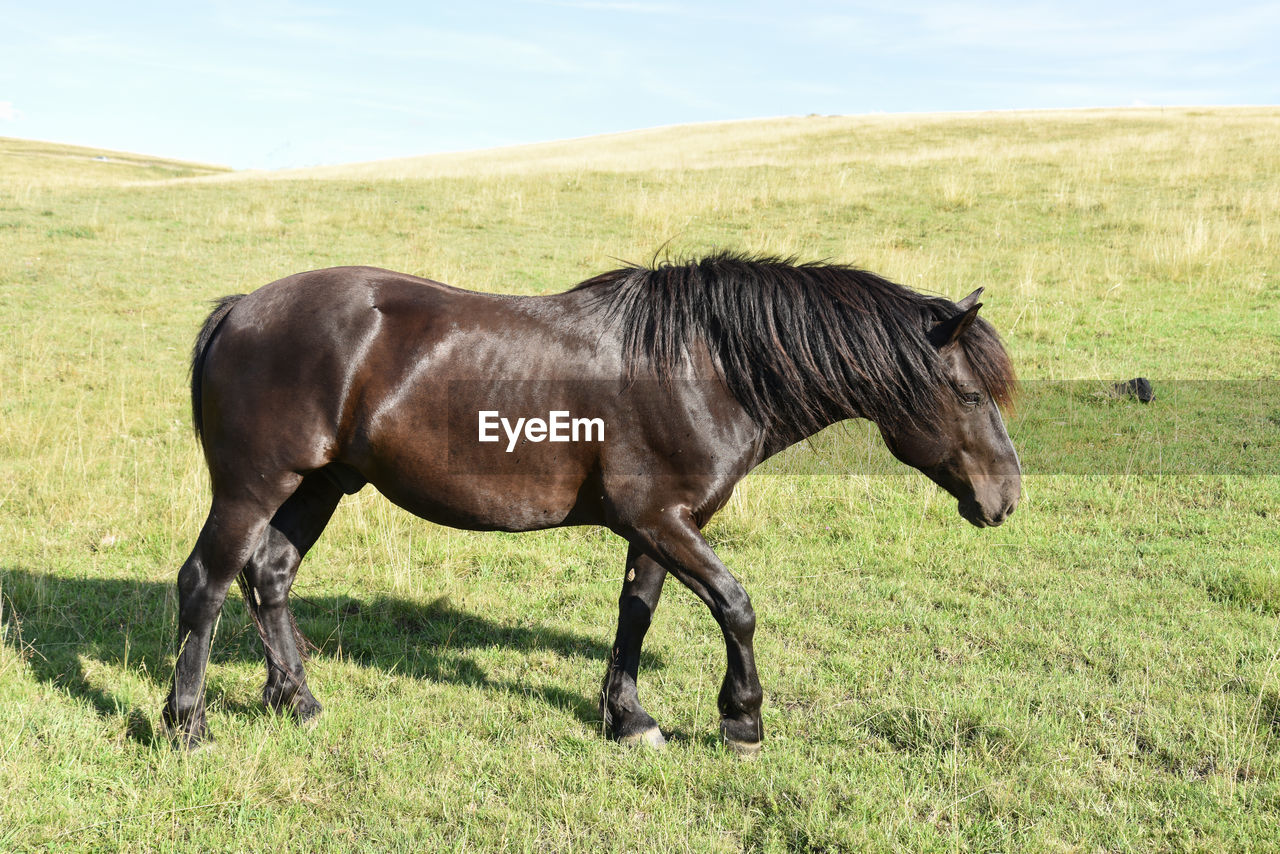 Horse standing in a field