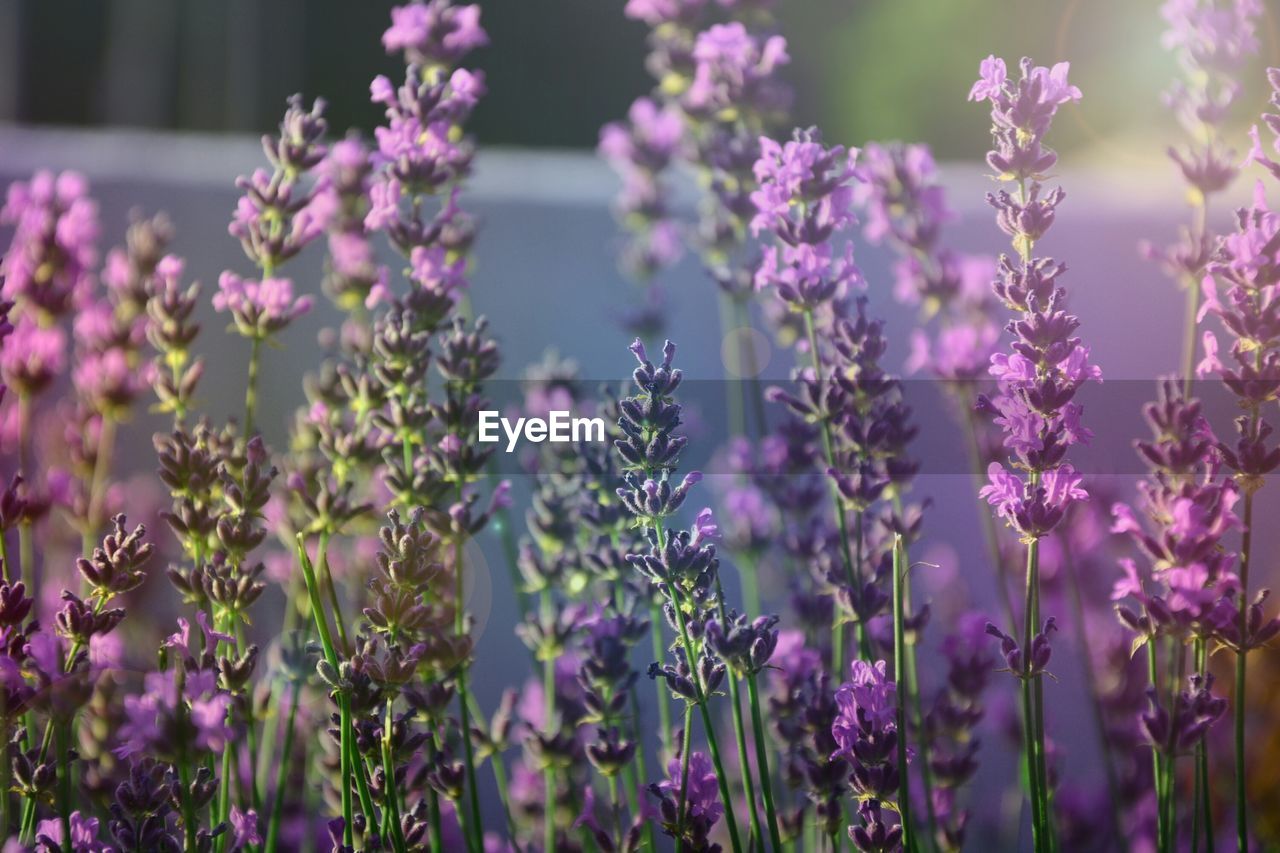 Close-up of purple flowers growing on plant