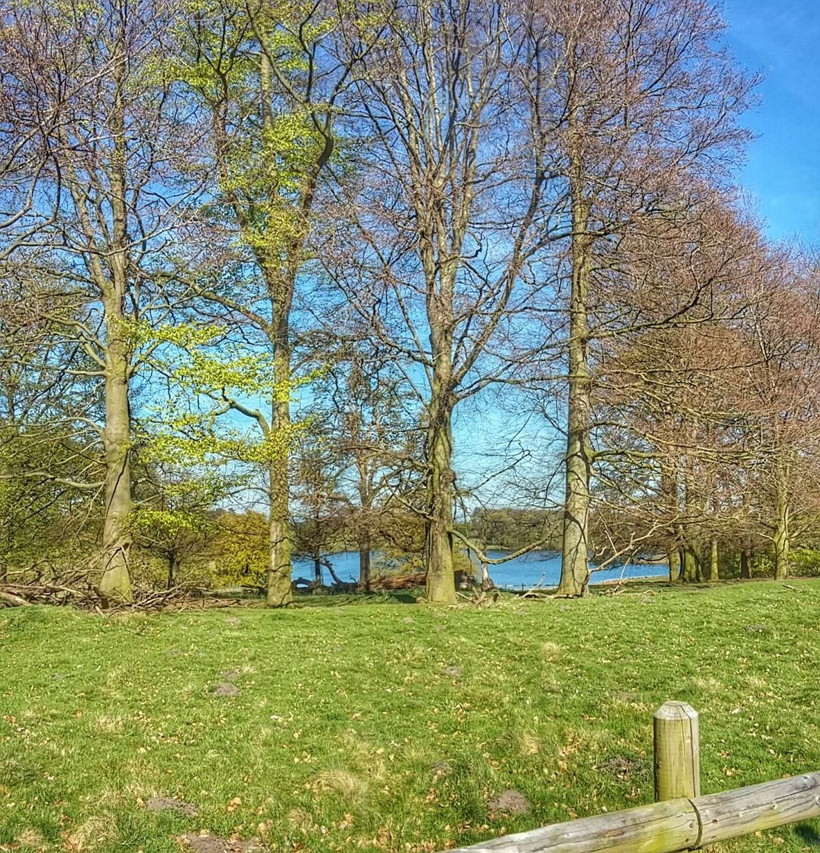 TREES ON FIELD AGAINST CLEAR SKY