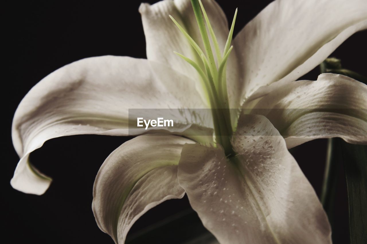 CLOSE-UP OF WHITE FLOWERS OVER BLACK BACKGROUND