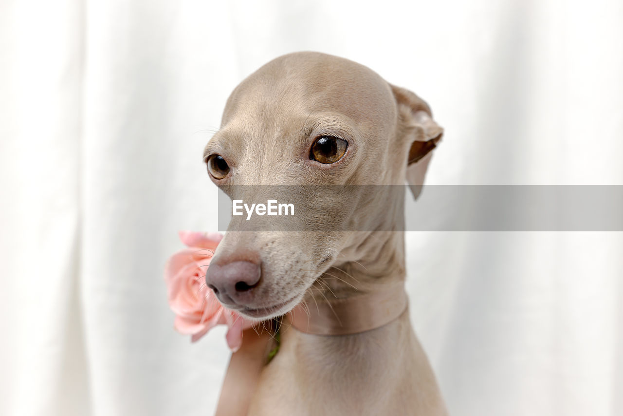 dog, one animal, animal themes, animal, pet, domestic animals, mammal, italian greyhound, canine, portrait, sports, cute, animal body part, indoors, hound, looking, carnivore, animal sports, sighthound, weimaraner, animal head, no people, looking at camera, young animal, close-up, whippet, white, facial expression