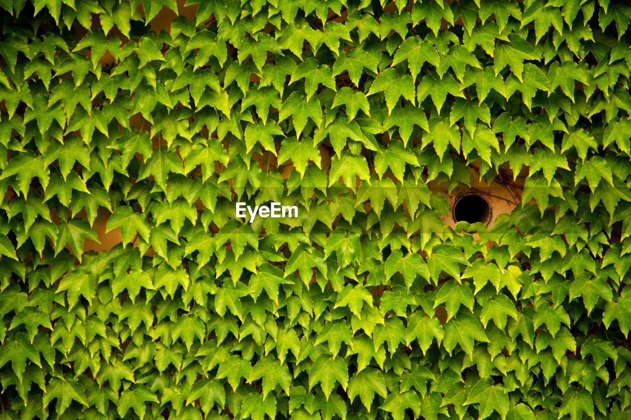 FULL FRAME SHOT OF FRESH GREEN PLANTS