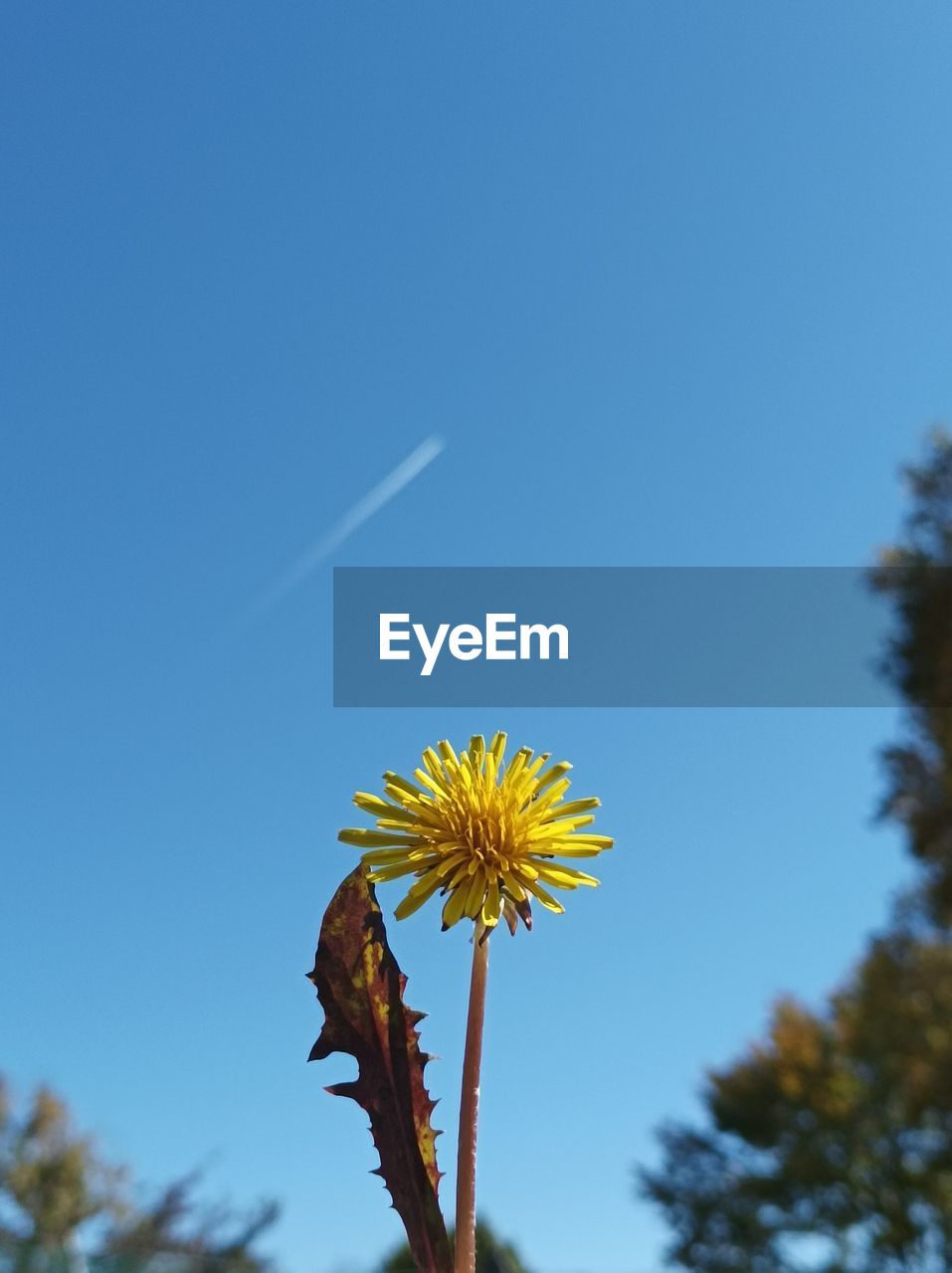 plant, sky, flower, flowering plant, nature, beauty in nature, blue, growth, clear sky, freshness, fragility, tree, low angle view, yellow, sunlight, leaf, flower head, no people, close-up, day, focus on foreground, outdoors, inflorescence, copy space, sunny, springtime