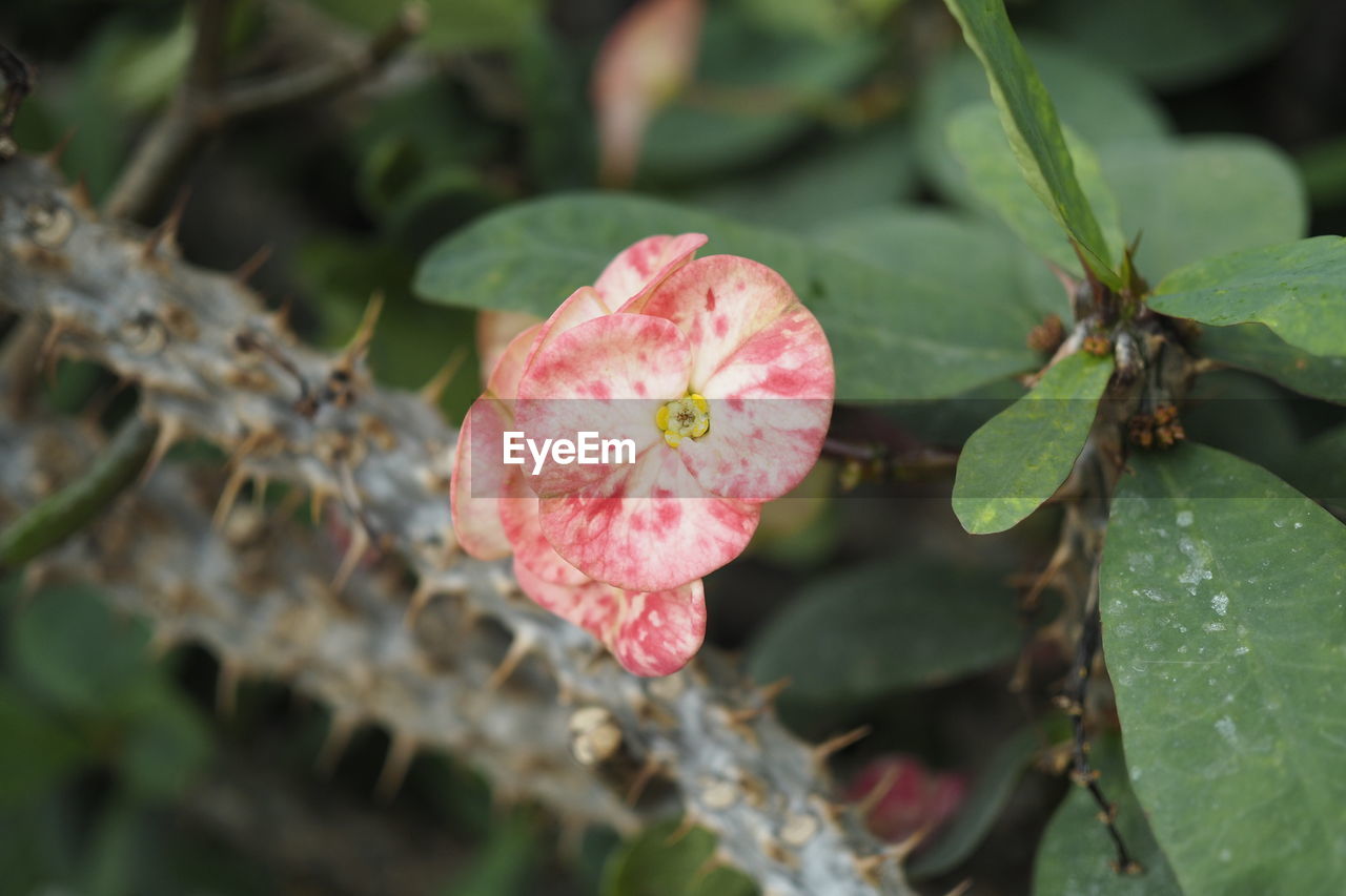 Close-up of pink flowering plant