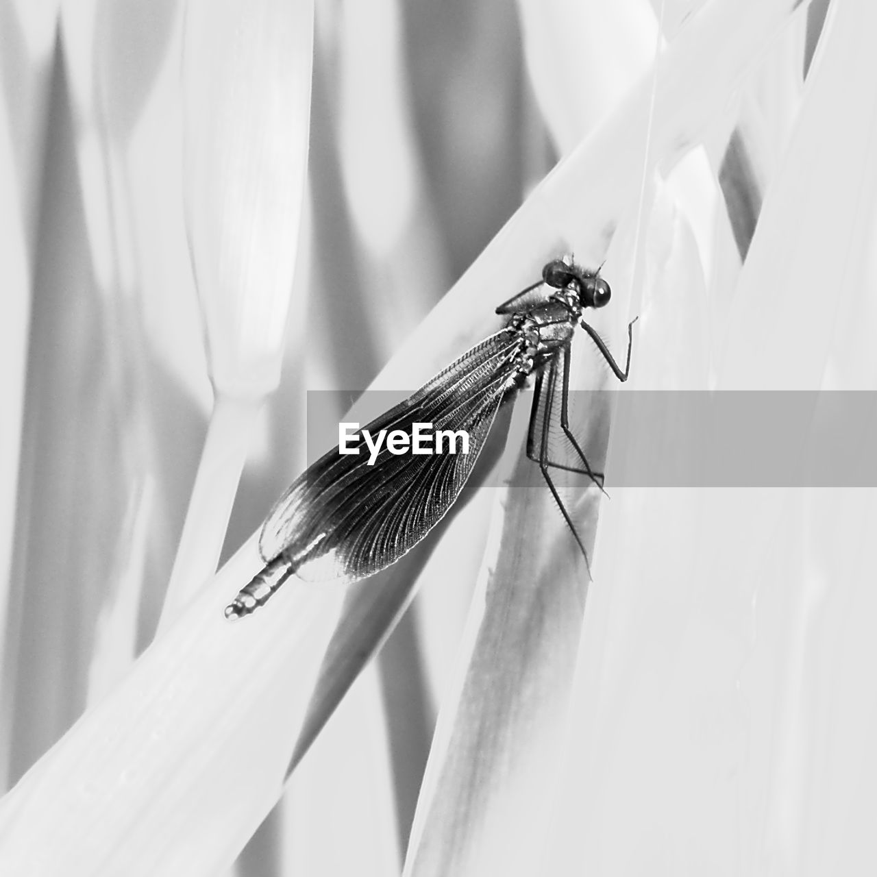 Close-up of damselfly