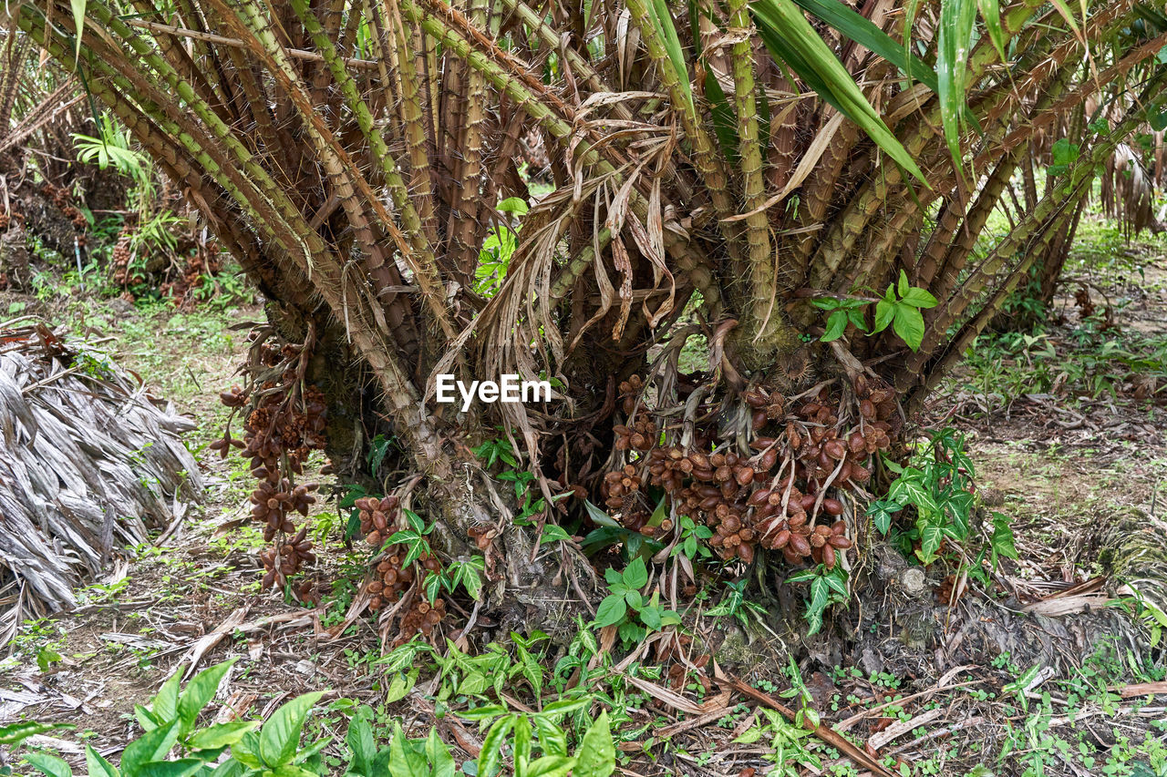 HIGH ANGLE VIEW OF TREES GROWING ON FIELD IN FOREST