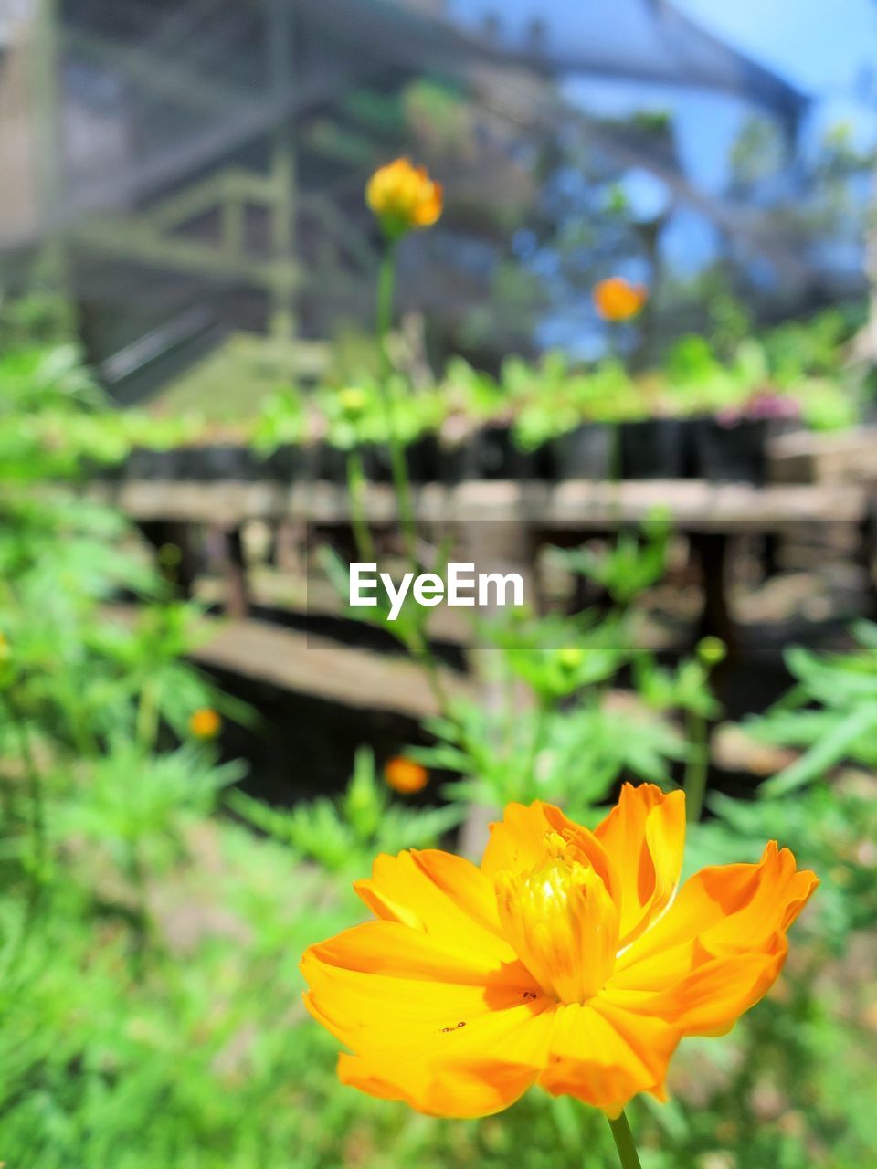 CLOSE-UP OF YELLOW FLOWERS BLOOMING