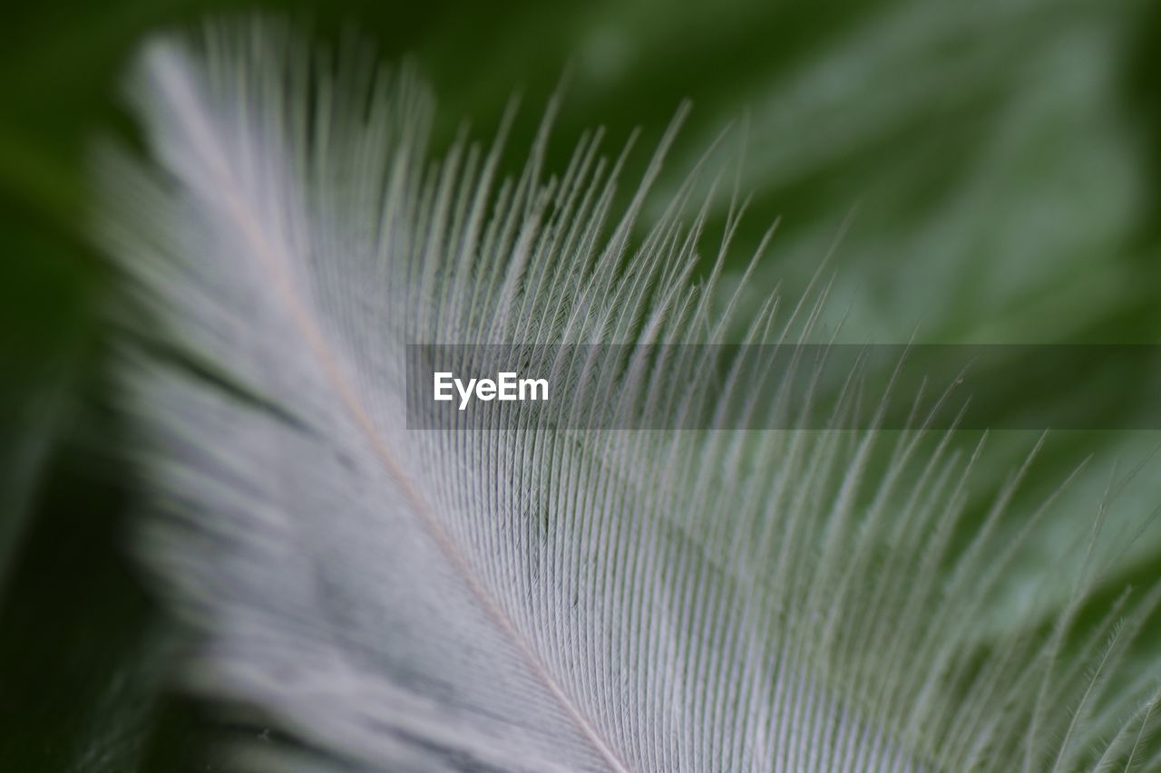 Macro close up of a white pelican feather