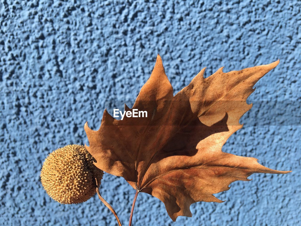 Close-up of maple leaf and sycamore seed against blue wall on sunny day