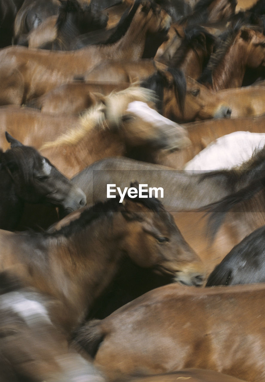 CLOSE-UP OF SHEEP IN PEN