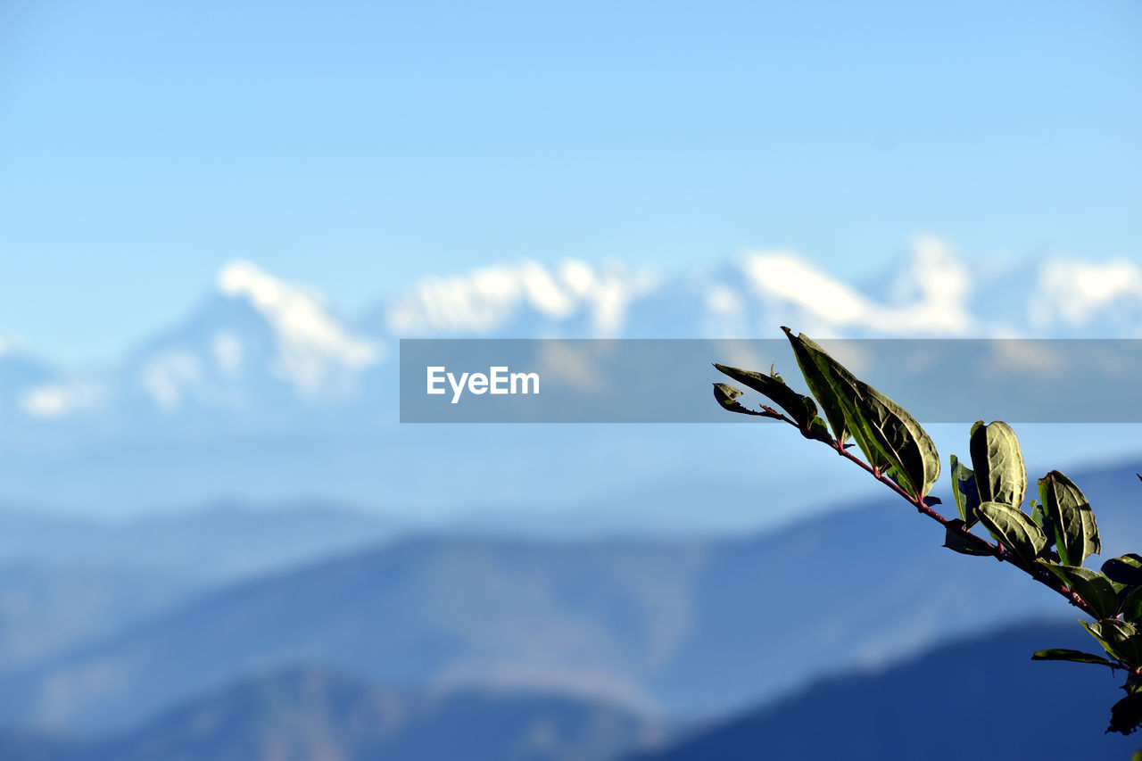 LOW ANGLE VIEW OF PLANT AGAINST BLUE SKY