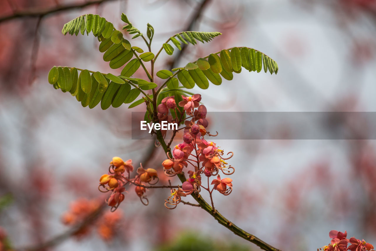 Close-up of berries growing on tree