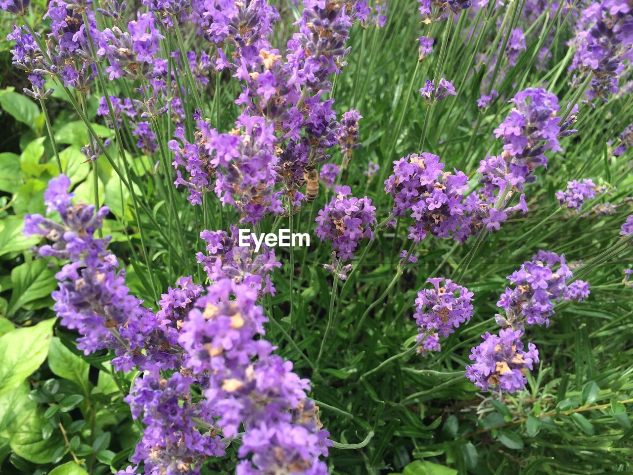 Close-up of purple flowers