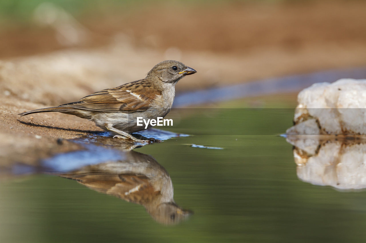 close-up of bird