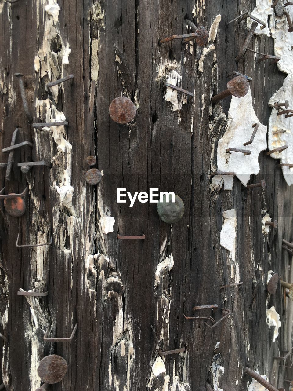 Close-up of rusty nails on wooden wall