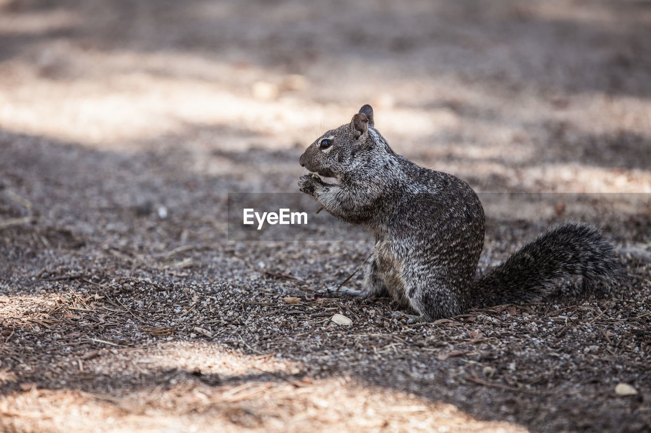 Close-up of squirrel on field