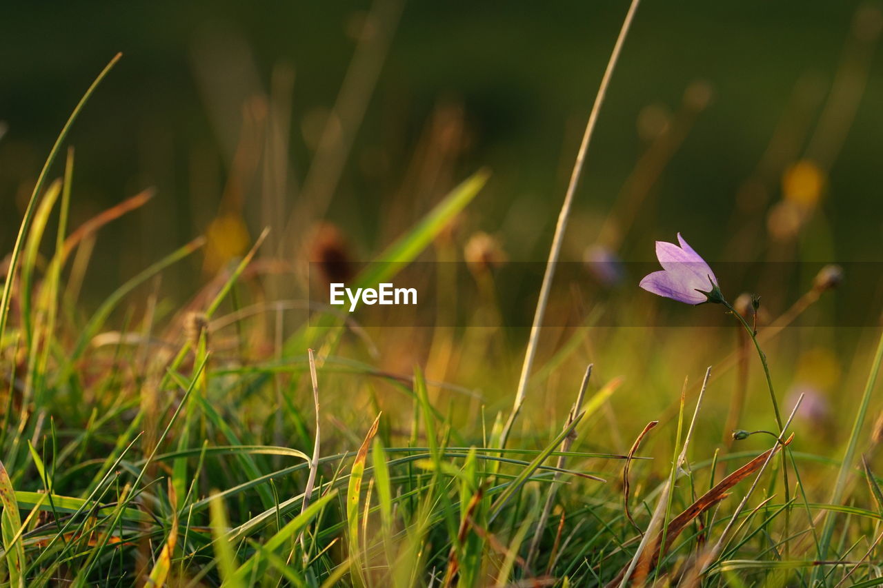 Close-up of purple crocus flowers on field