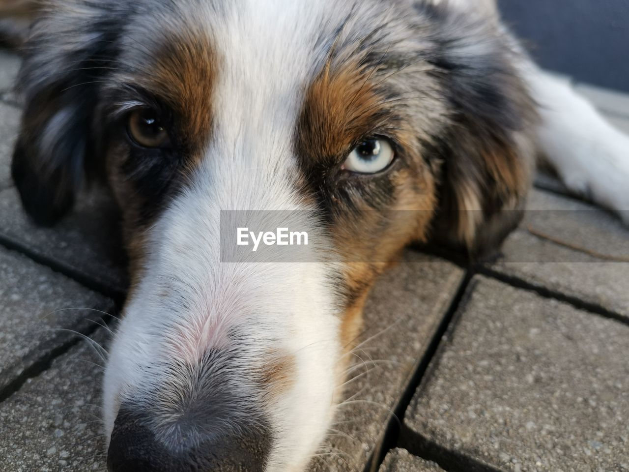 Close-up portrait of a dog