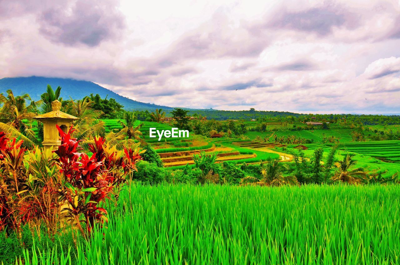 SCENIC VIEW OF FARM FIELD AGAINST CLOUDY SKY
