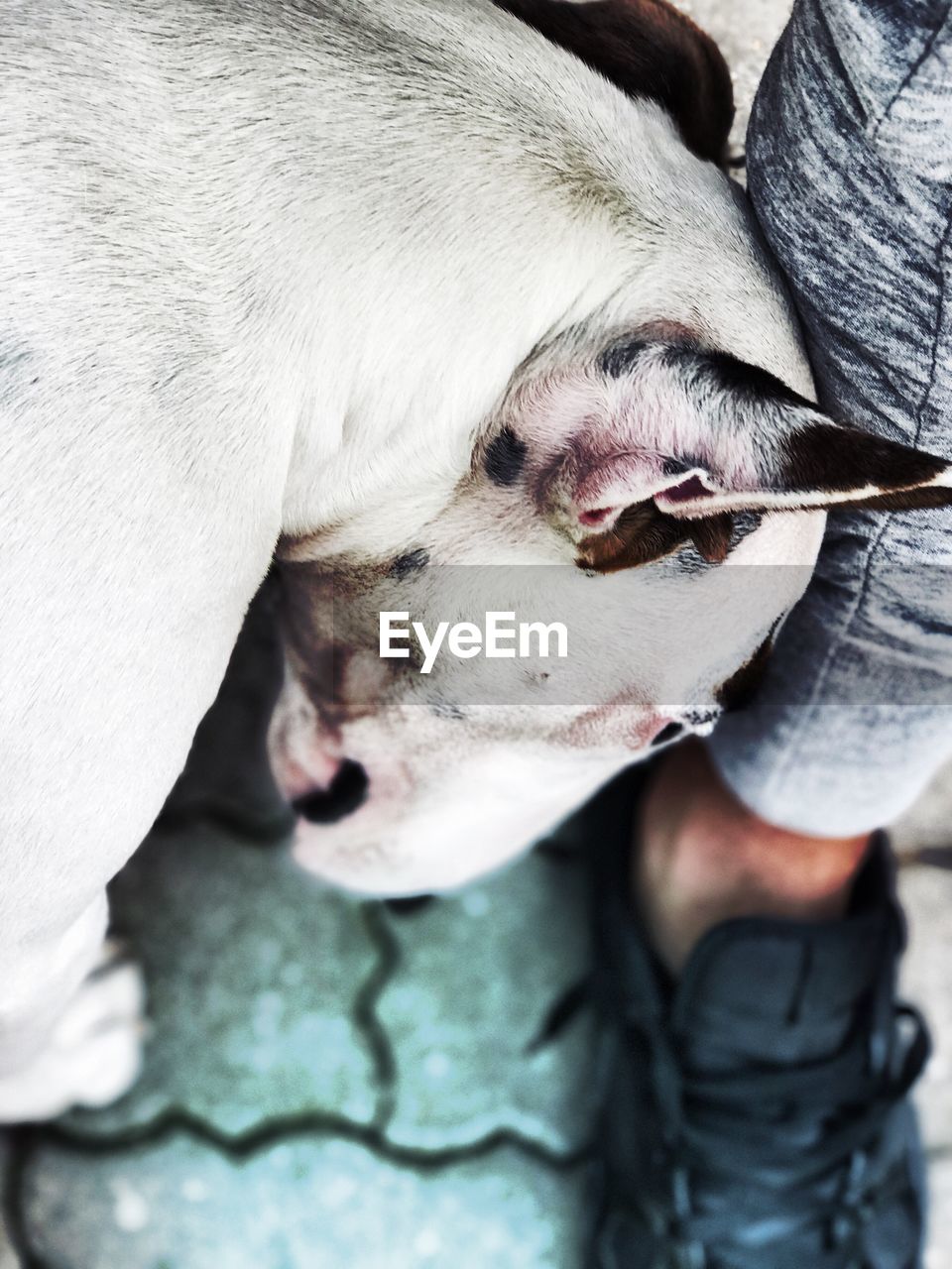 CLOSE-UP OF DOG WITH BABY