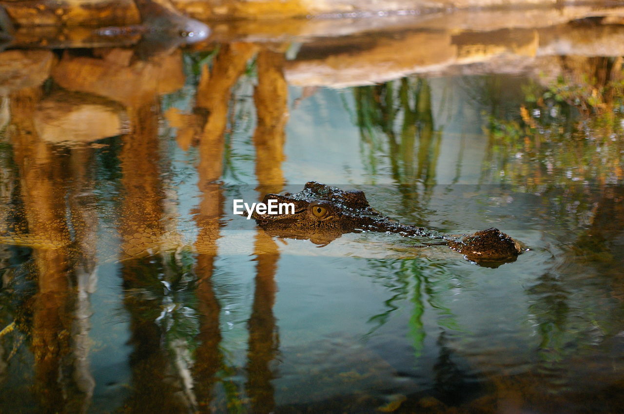 Crocodile swimming in pond