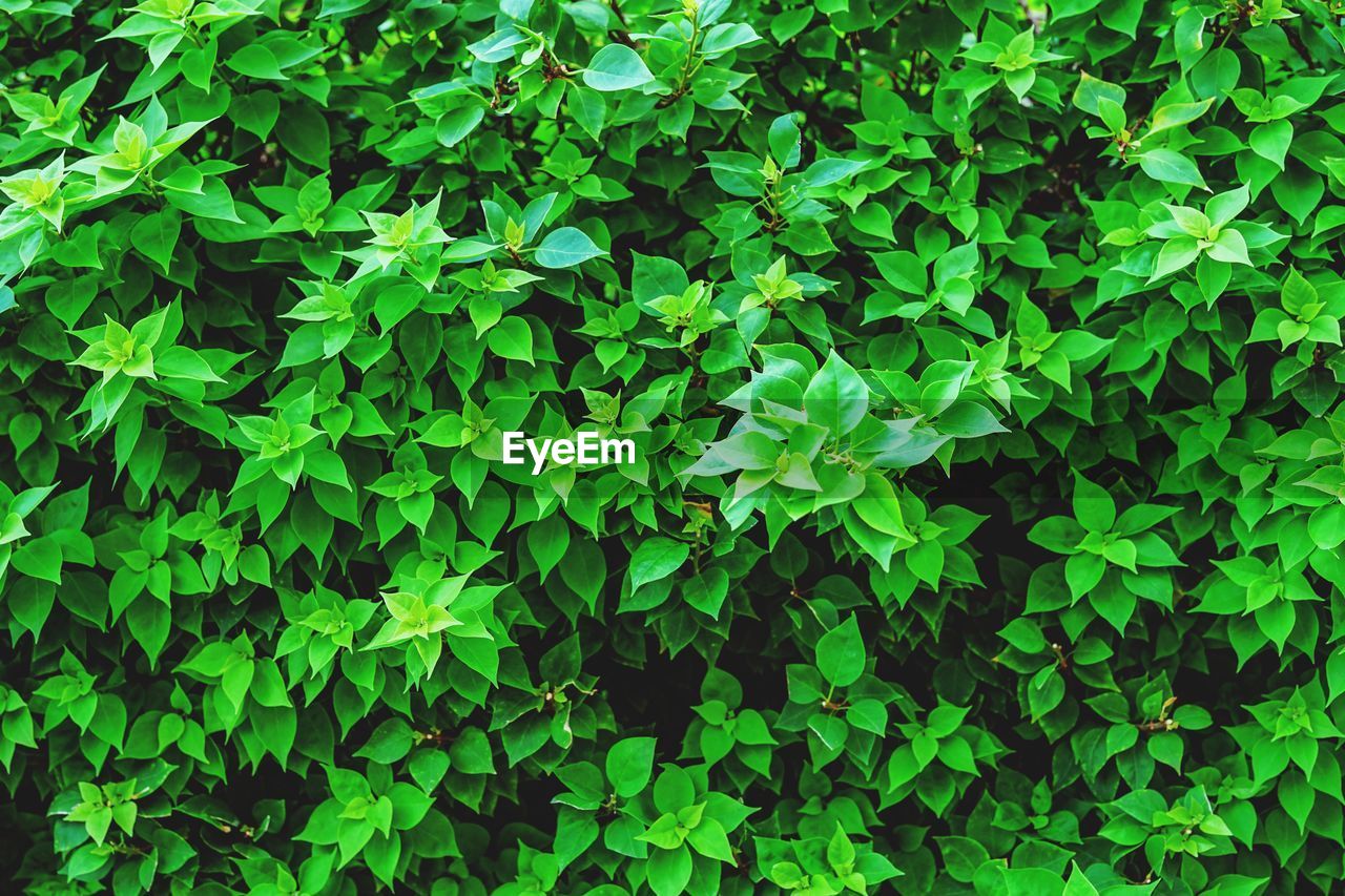 Full frame shot of fresh green plants