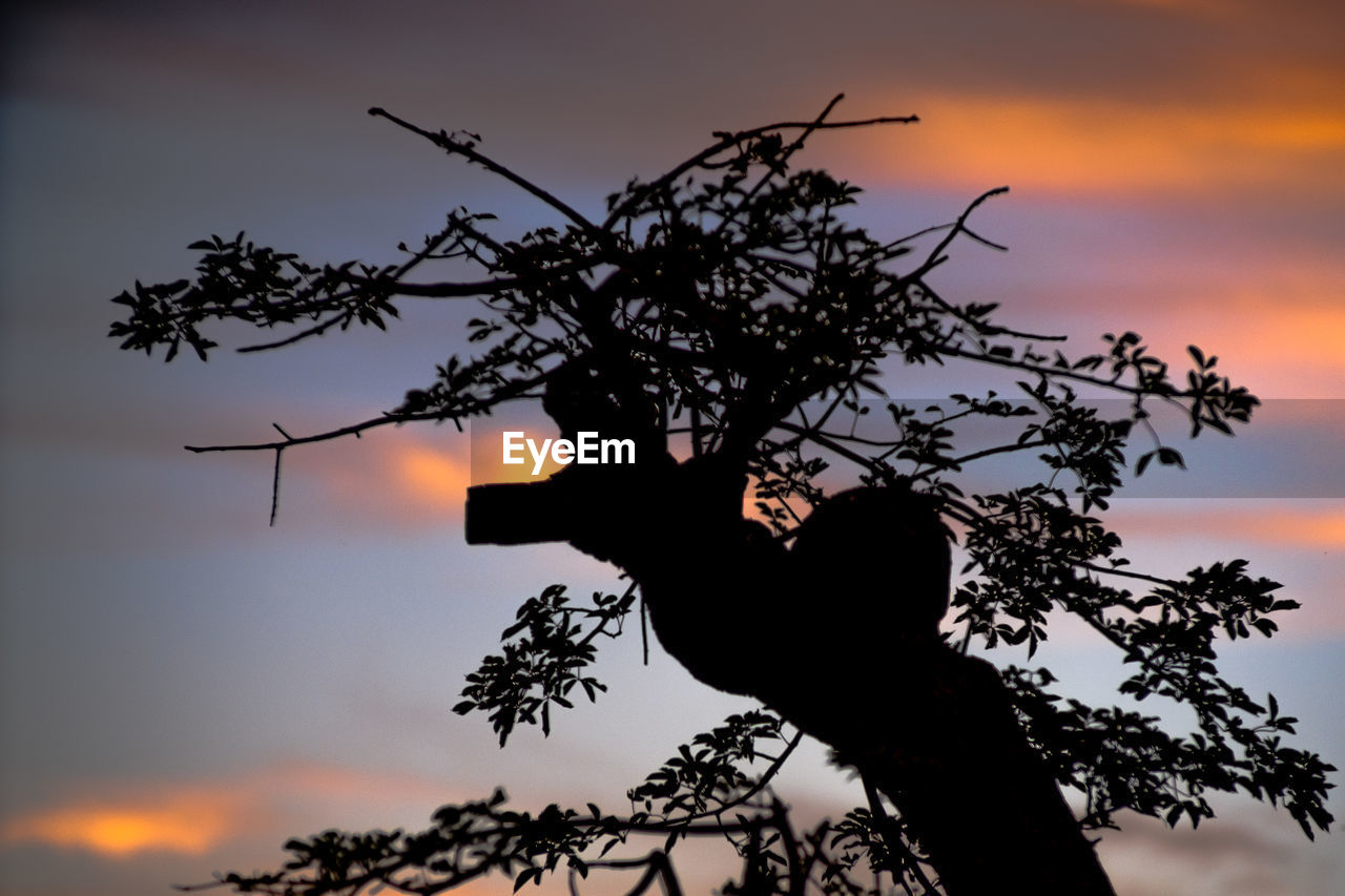 Silhouette tree against dramatic sky