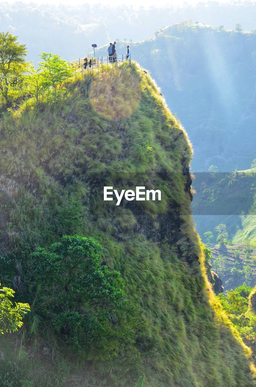 Scenic view of trees on mountain