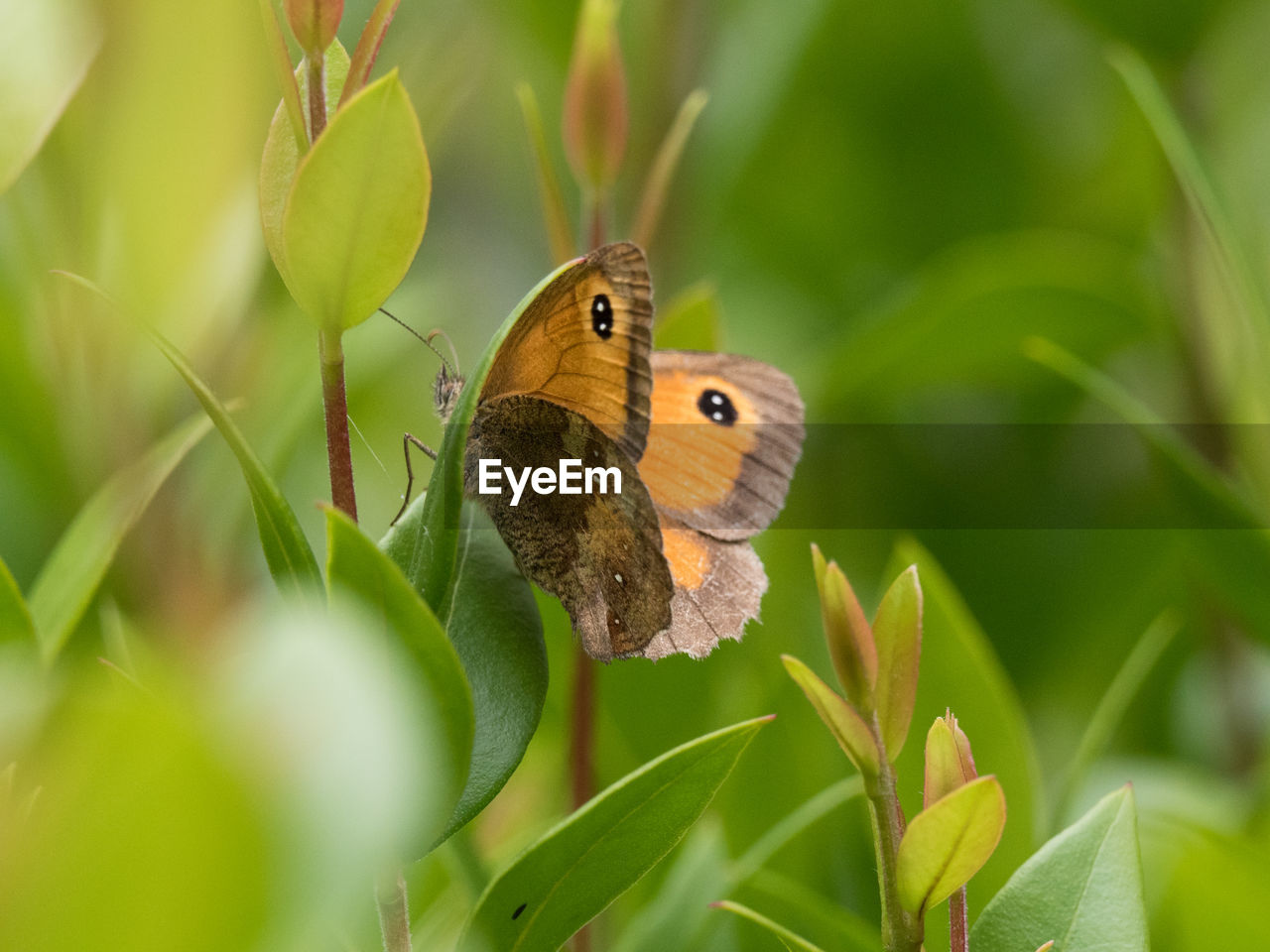 CLOSE-UP OF BUTTERFLY ON PLANT