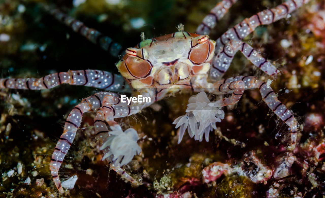 Close-up of boxer crab swimming in sea