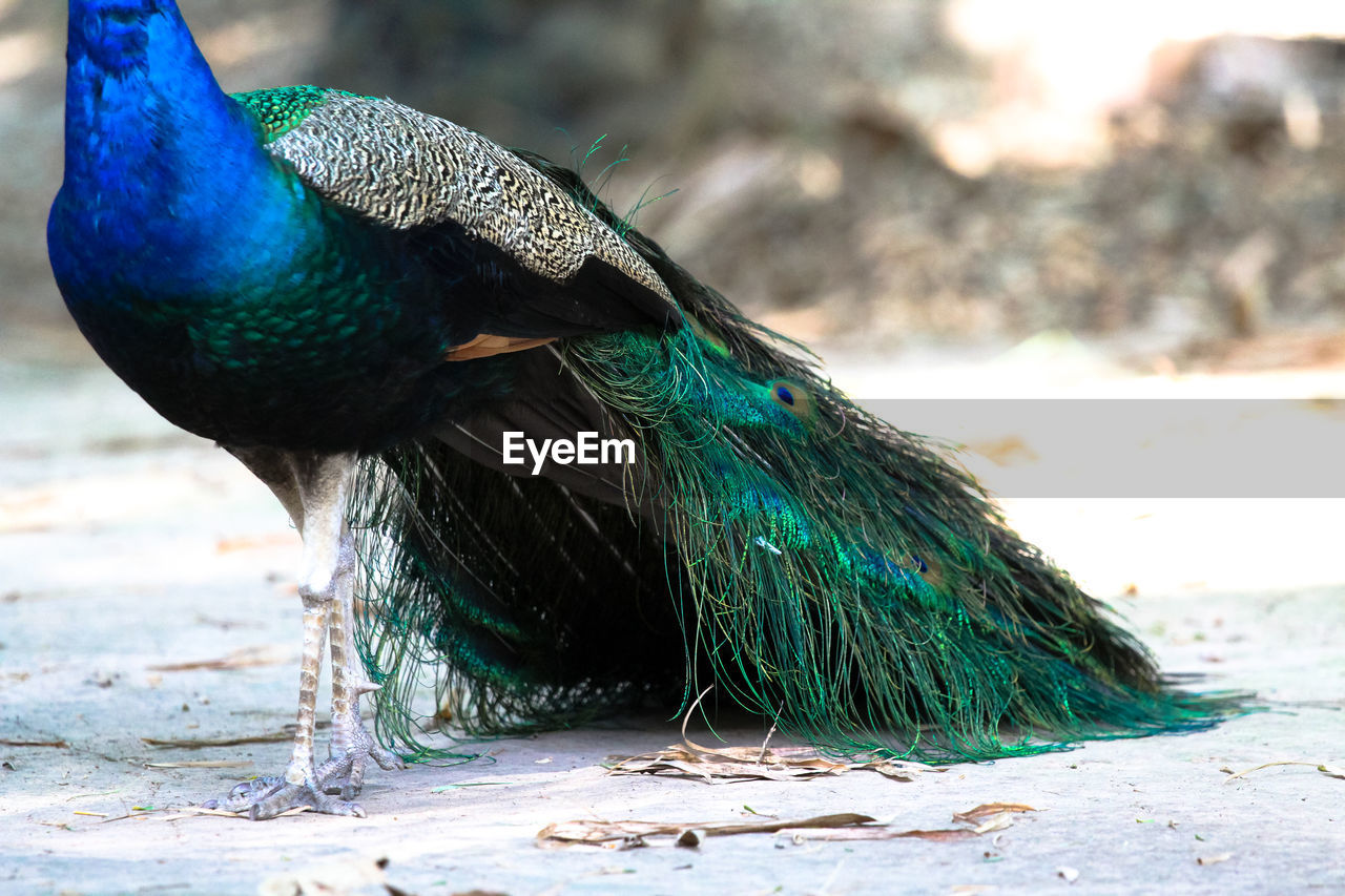 CLOSE-UP OF A PEACOCK