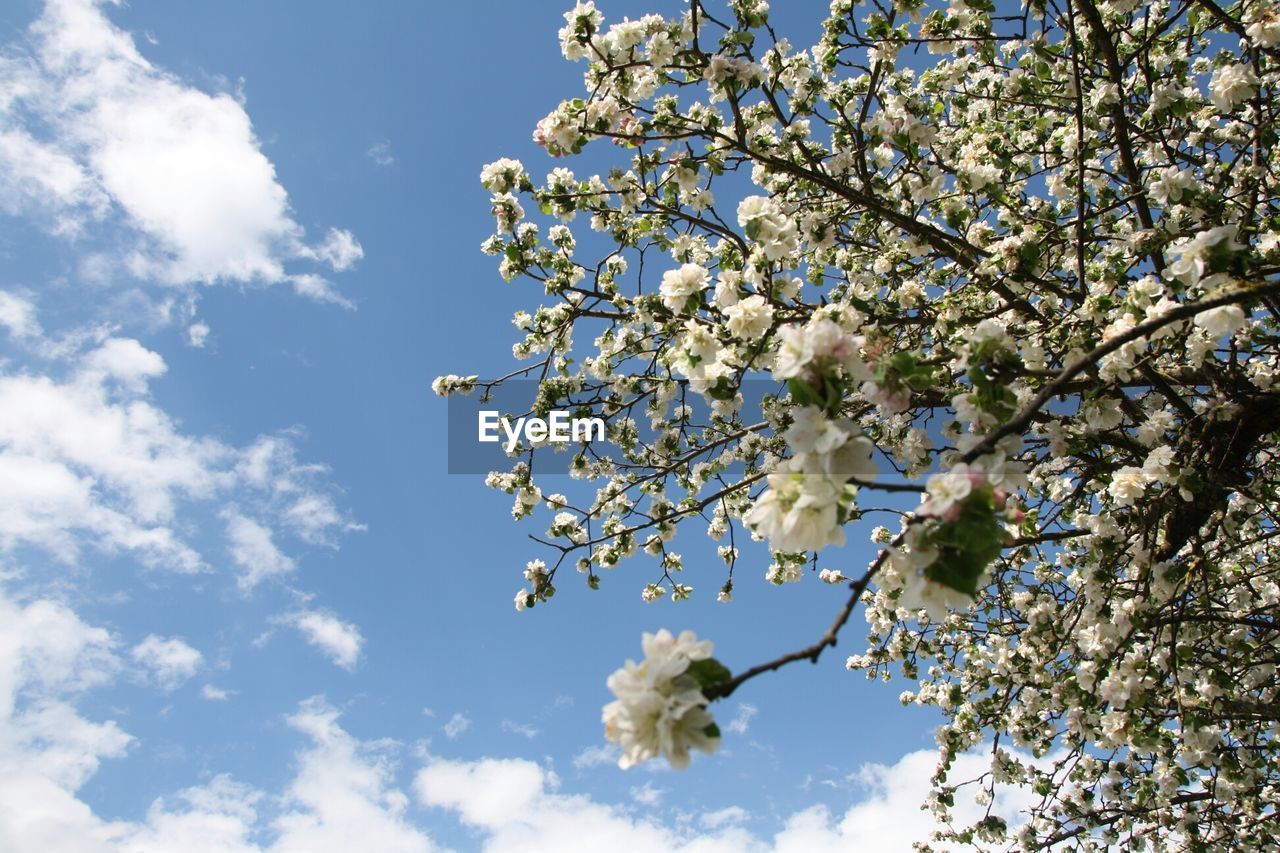 LOW ANGLE VIEW OF CHERRY BLOSSOM AGAINST SKY