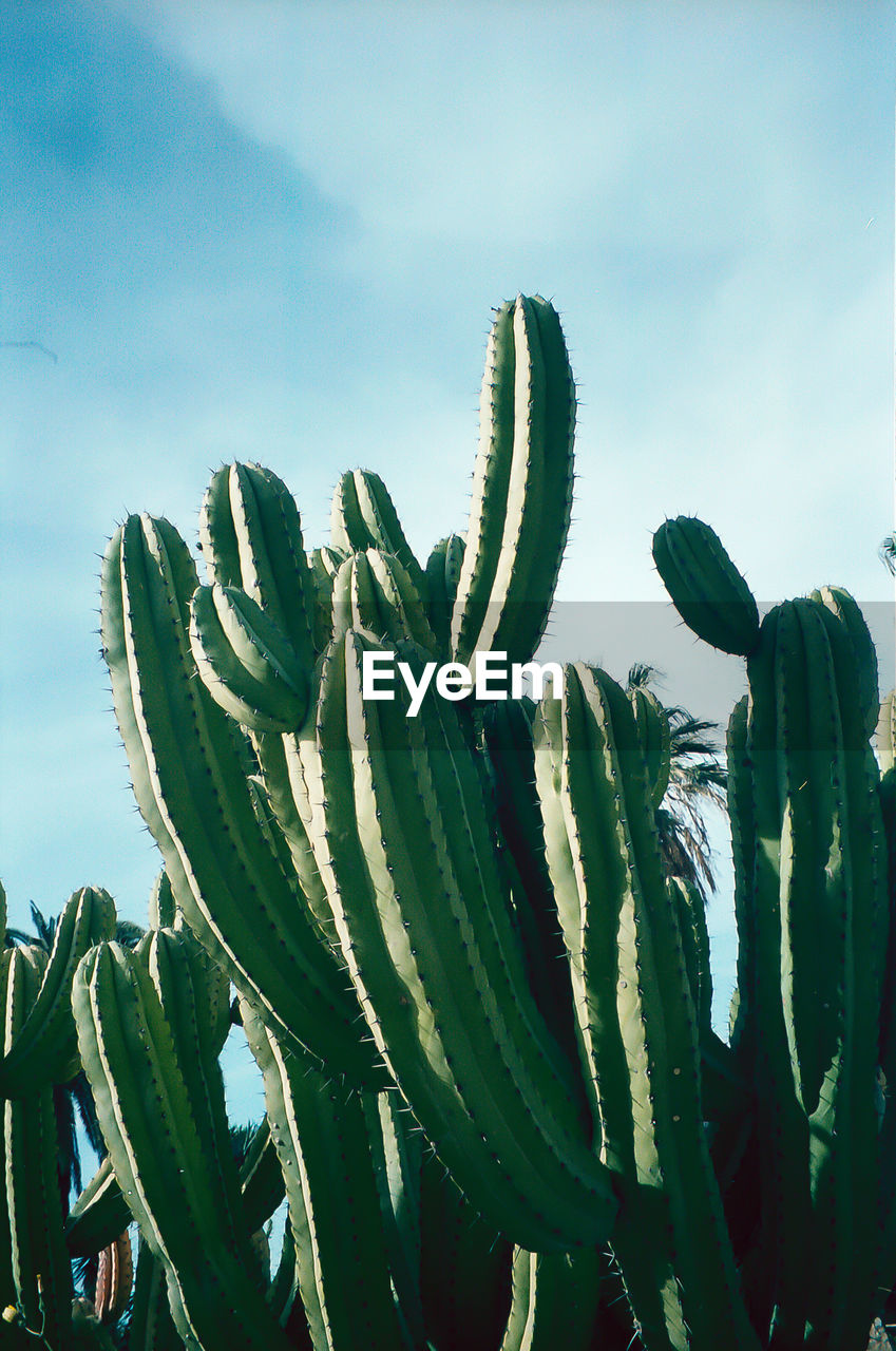 LOW ANGLE VIEW OF CACTUS PLANT AGAINST SKY