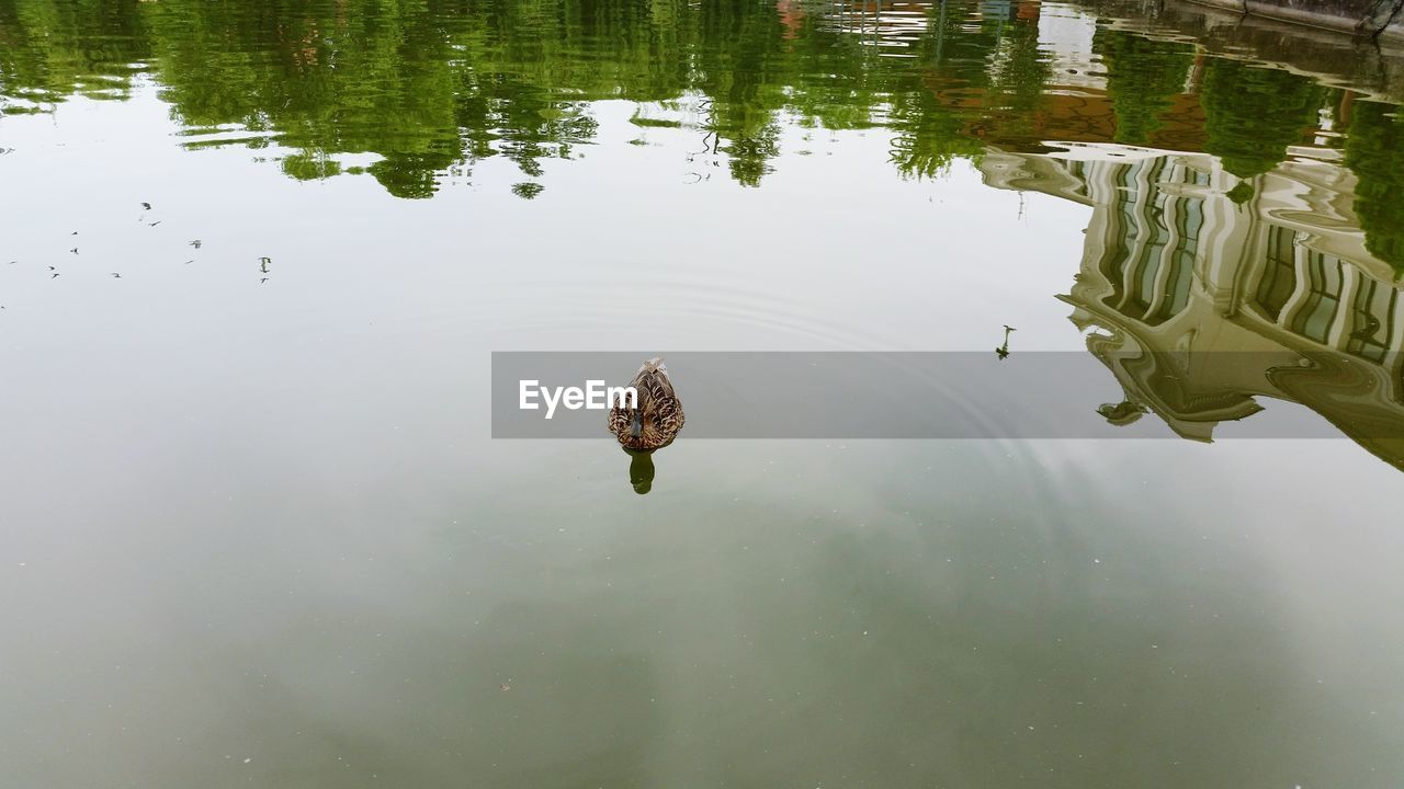 HIGH ANGLE VIEW OF TURTLE IN LAKE