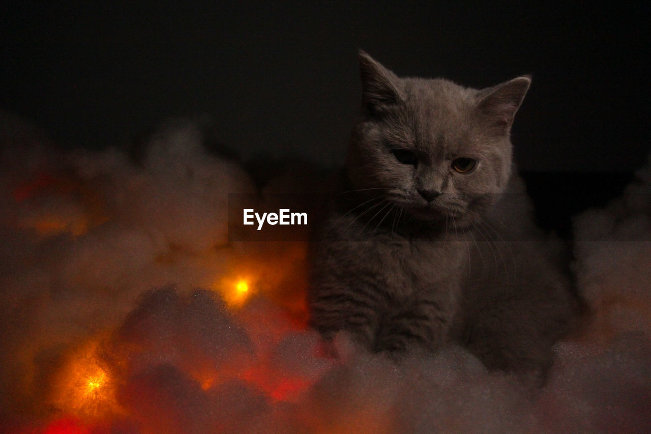 CLOSE-UP PORTRAIT OF A CAT WITH EYES
