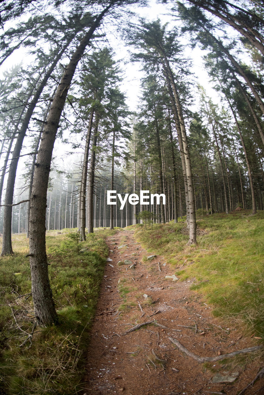 VIEW OF TREES IN FOREST AGAINST SKY